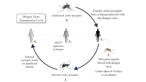 dengue transmission cycle