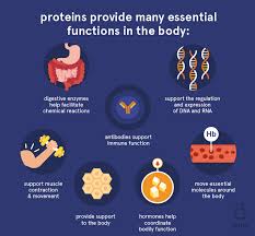 function-of-proteins