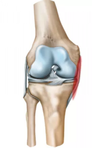 medial-collateral-ligament