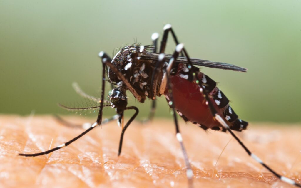 dengue mosquito 