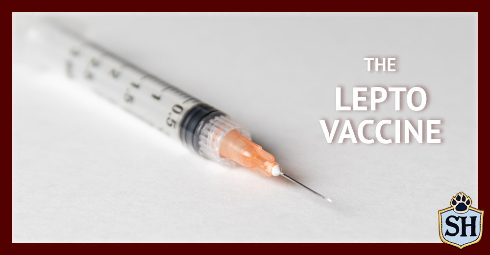 the lepto vaccine