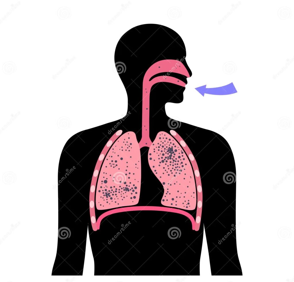 human with lungs 