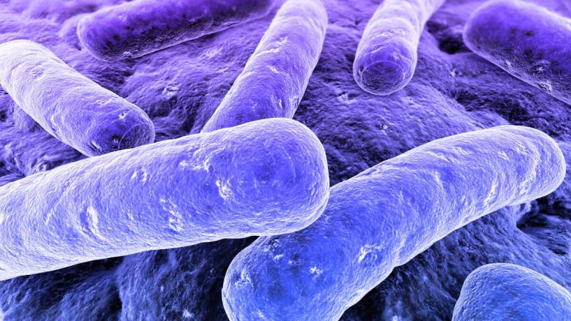 salmonella-bacteria-poisoning